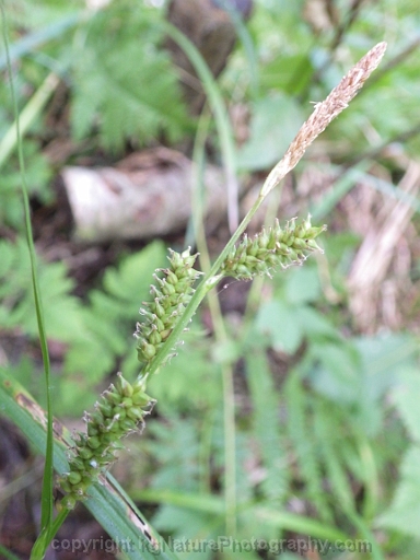 Carex-scabrata-~-eastern-rough-sedge-g