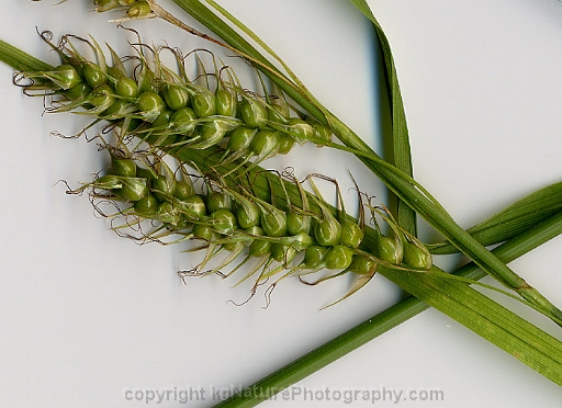 Carex-sprengelii-~-long-beaked-sedge-~-Sprengels-sedge-b