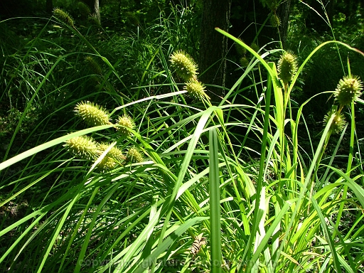 Carex-squarrosa-~-squarrose-sedge-b