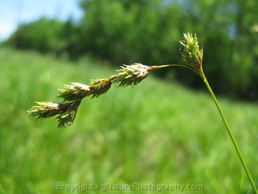 Carex-tenera-~-quill-sedge-b