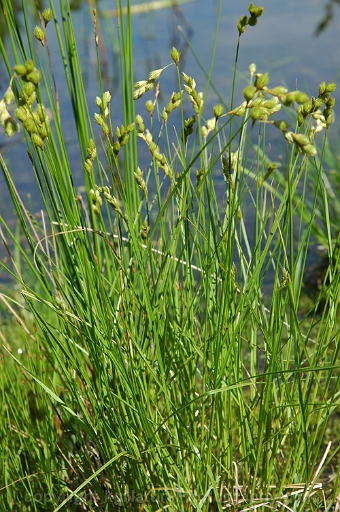 Carex-tribuloides-~-blunt-broom-sedge-b