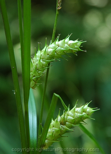 Carex-tuckermanii-~-Tuckermans-sedge-b