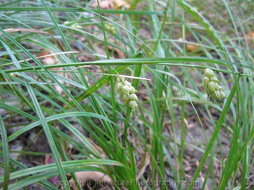 Carex-tuckermanii-~-Tuckermans-sedge-c