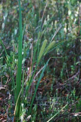 Carex-utriculata-~-beaked-sedge-b