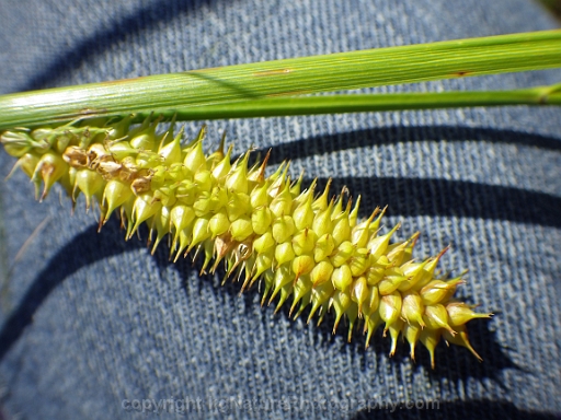 Carex-utriculata-~-beaked-sedge-d