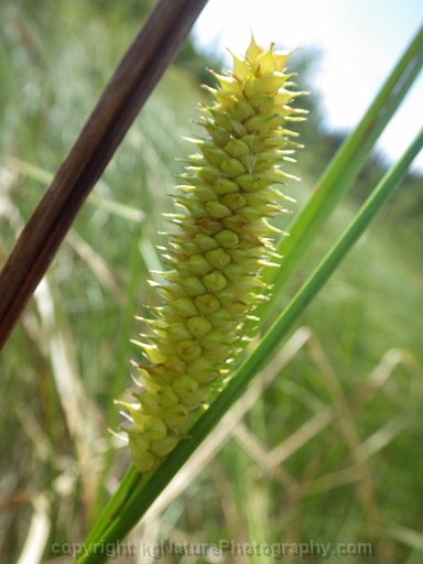 Carex-utriculata-~-beaked-sedge-e