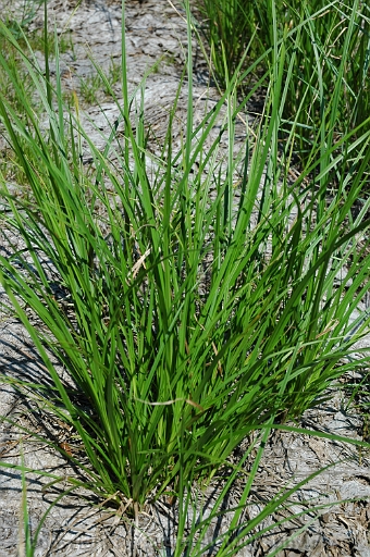 Carex-vesicaria-~-blister-sedge-b