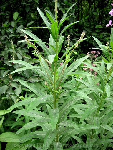 Chamerion-angustifolium-~-fireweed-b