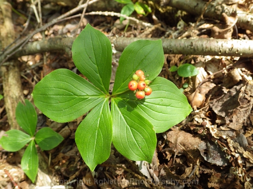 Cornus-canadensis-~-bunchberry-dogwood-c