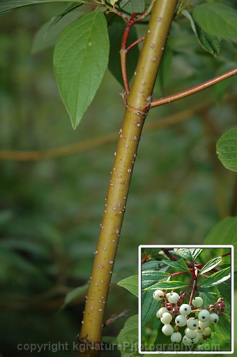 Cornus-sericea-~-red-osier-dogwood-b