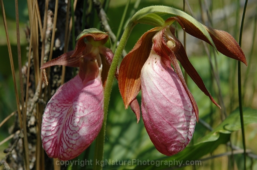 Cypripedium-acaule-~-pink-lady-slipper-orchid-~-moccasin-flower-b