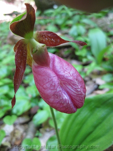 Cypripedium-acaule-~-pink-lady-slipper-orchid-~-moccasin-flower-c