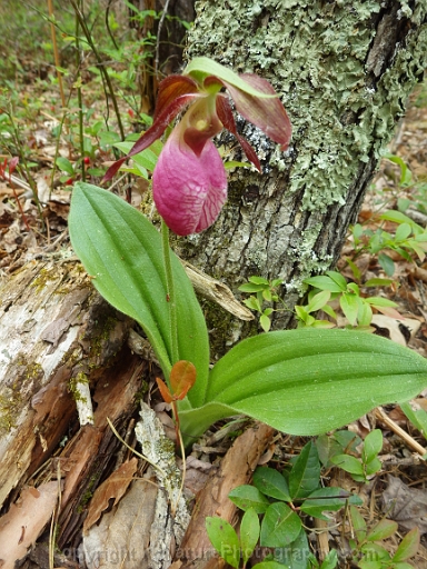 Cypripedium-acaule-~-pink-lady-slipper-orchid-~-moccasin-flower-e