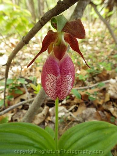 Cypripedium-acaule-~-pink-lady-slipper-orchid-~-moccasin-flower-g