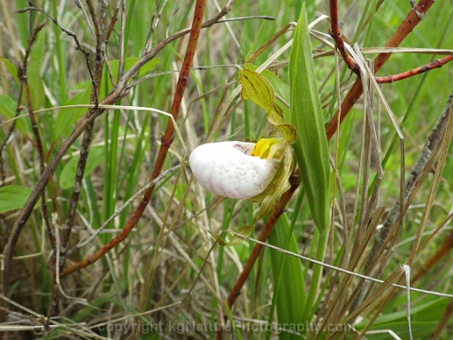 Cypripedium-candidum-~-white-lady-slipper-orchid-b