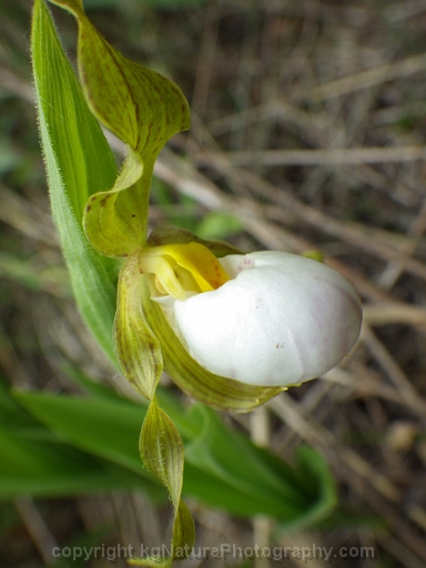 Cypripedium-candidum-~-white-lady-slipper-orchid-d