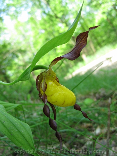 Cypripedium-parviflorum-~-yellow-lady-slipper-orchid-b