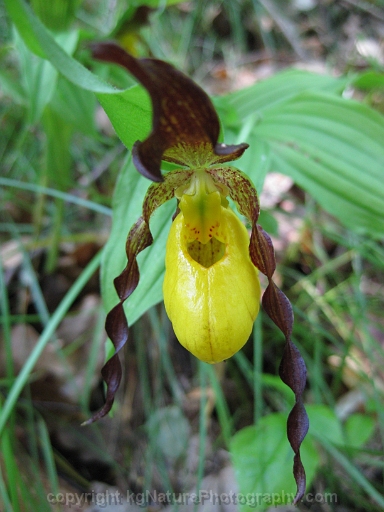 Cypripedium-parviflorum-~-yellow-lady-slipper-orchid-c