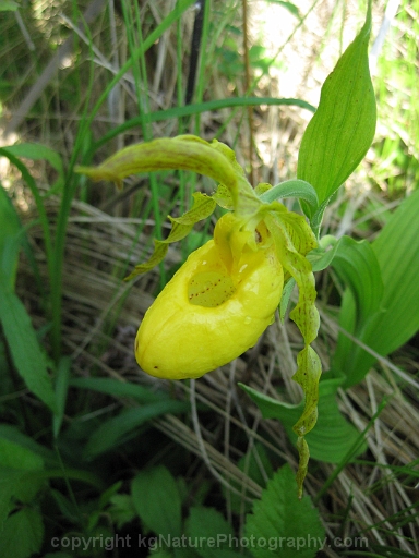 Cypripedium-parviflorum-~-yellow-lady-slipper-orchid-d