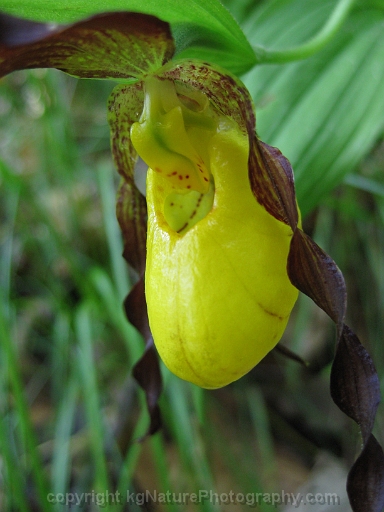 Cypripedium-parviflorum-~-yellow-lady-slipper-orchid-e