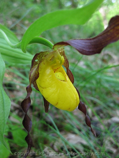 Cypripedium-parviflorum-~-yellow-lady-slipper-orchid-f