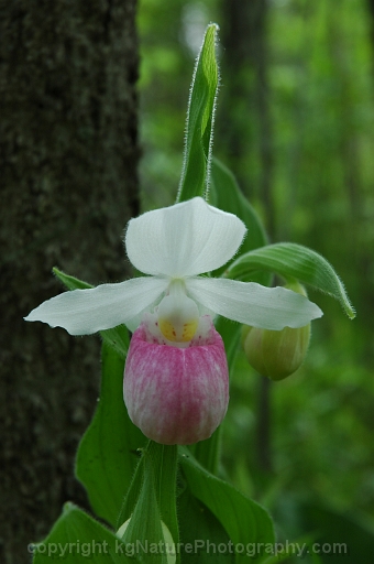 Cypripedium-reginae-~-showy-lady-slipper-orchid-b