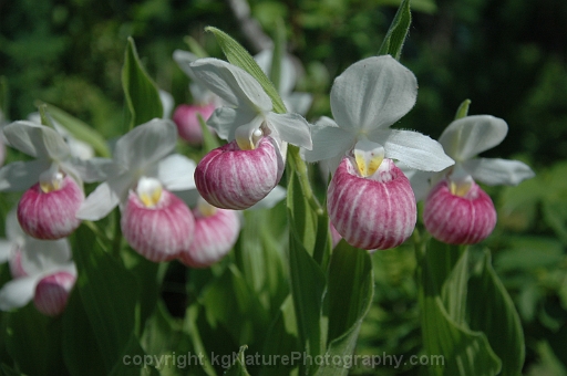 Cypripedium-reginae-~-showy-lady-slipper-orchid-c