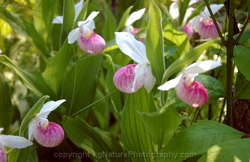 Cypripedium-reginae-~-showy-lady-slipper-orchid-d