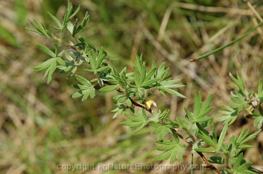 Dasiphora-fruticosa-~-shrubby-cinquefoil-b