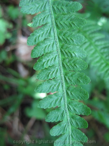 Deparia-acrostichoides-~-silvery-spleenwort-d