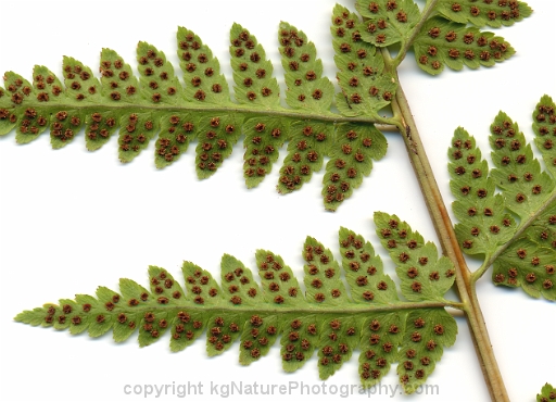 Dryopteris-cristata-~-crested-shield-fern-b