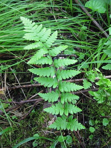 Dryopteris-cristata-~-crested-shield-fern-c