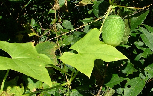 Echinocystis-lobata-~-wild-cucumber-d