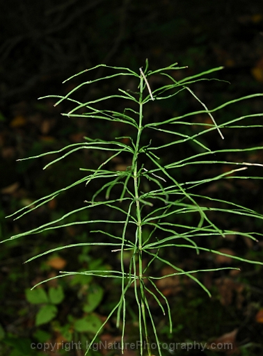 Equisetum-arvense-~-field-horsetail-b
