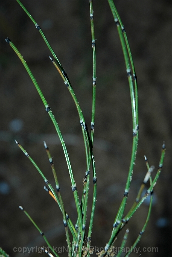Equisetum-variegatum-~-variegated-scouring-rush-b