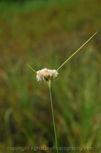 Eriophorum-virginicum-~-tawny-cotton-grass-b