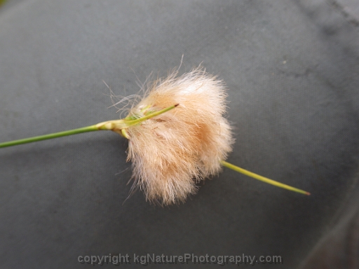Eriophorum-virginicum-~-tawny-cotton-grass-c