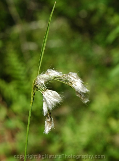 Eriophorum-viridicarinatum-~-green-keeled-cotton-grass-b