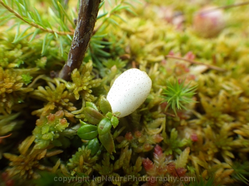 Gaultheria-hispidula-~-creeping-snowberry-b