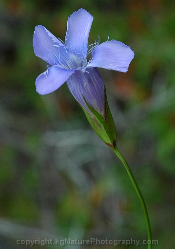 Gentianopsis-virgata-~-Gentiana-procera-~-lesser-fringed-gentian-b