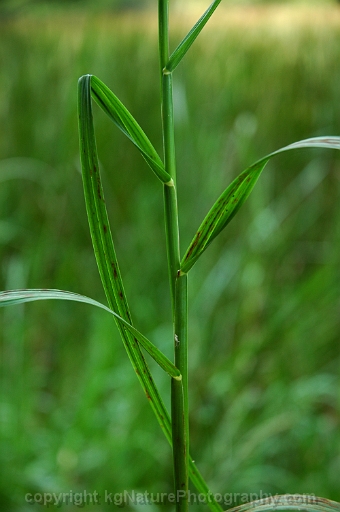 Glyceria-borealis--~-northern-manna-grass-b