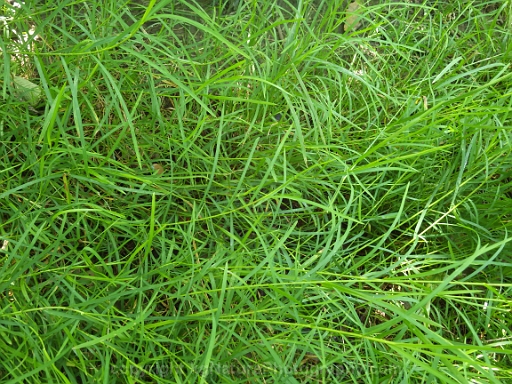 Glyceria-striata-~-fowl-manna-grass-c
