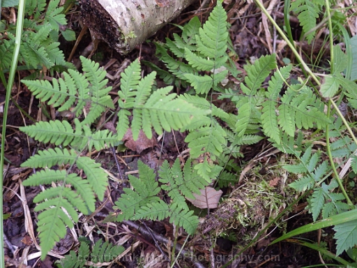 Gymnocarpium-dryopteris-~-western-oak-fern-b