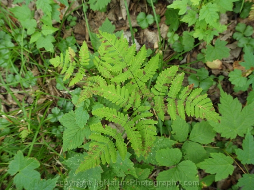 Gymnocarpium-dryopteris-~-western-oak-fern-c