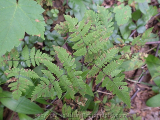 Gymnocarpium-dryopteris-~-western-oak-fern-d