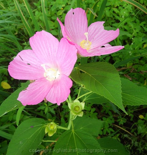 Hibiscus-moscheutos-~-rose-mallow-b