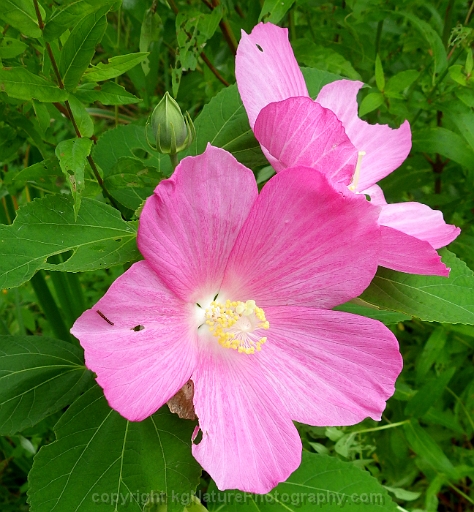 Hibiscus-moscheutos-~-rose-mallow-d