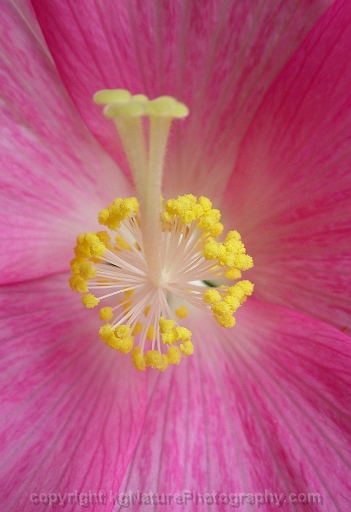 Hibiscus-moscheutos-~-rose-mallow-e
