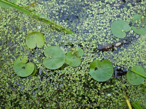 Hydrocharis-morsus-ranae-~-European-frogs-bit-b