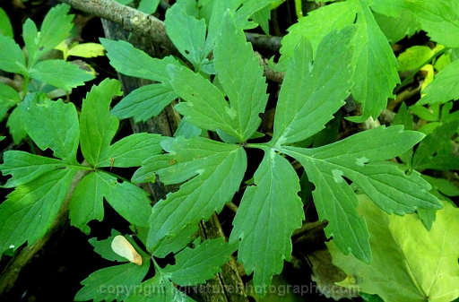 Hydrophyllum-virginianum-~-Virginia-waterleaf-b